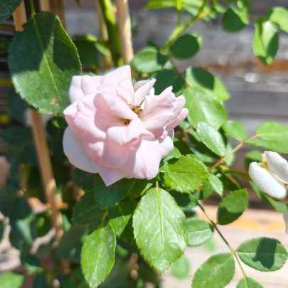 Ruža penjačica - Rosa climber
