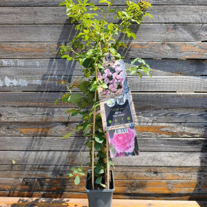Ruža penjačica - Rosa climber