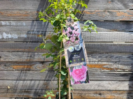 Ruža penjačica - Rosa climber