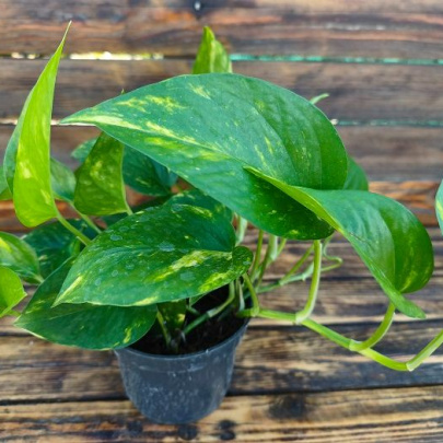 Đavolji bršljan - Epipremnum Aureum