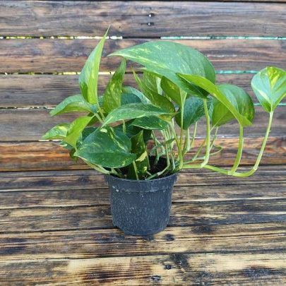 Đavolji bršljan - Epipremnum Aureum
