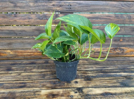 Đavolji bršljan - Epipremnum Aureum