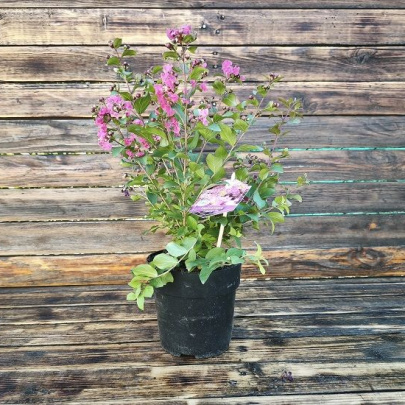 Indijski jorgovan - Lagerstroemia indica