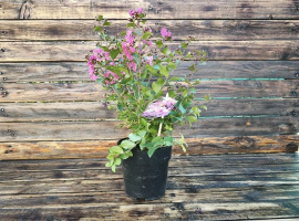 Indijski jorgovan - Lagerstroemia indica
