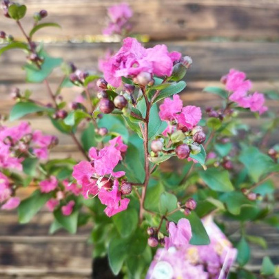 Indijski jorgovan - Lagerstroemia indica