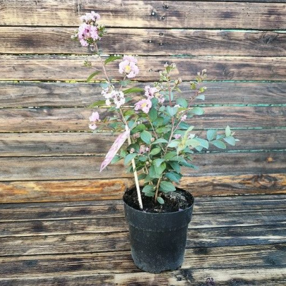 Indijski jorgovan - Lagerstroemia indica