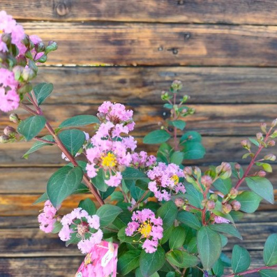 Indijski jorgovan - Lagerstroemia indica