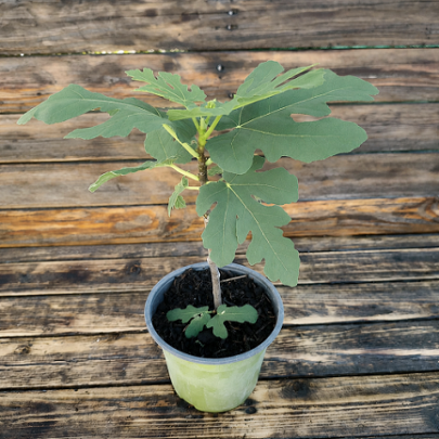 Smokva mini stablo - Ficus carica
