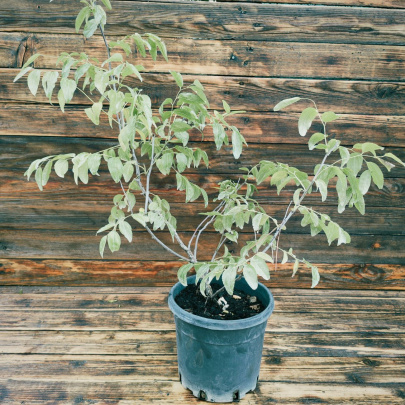 Jujube - Ziziphus jujuba