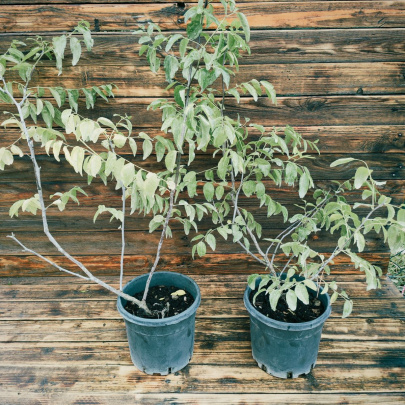 Jujube - Ziziphus jujuba