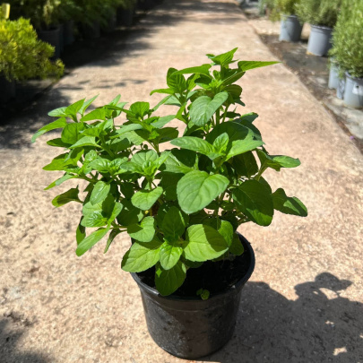 Menta - Mentha Rotundifolia