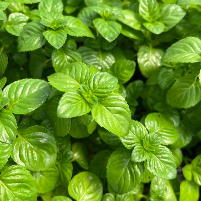 Menta - Mentha Rotundifolia