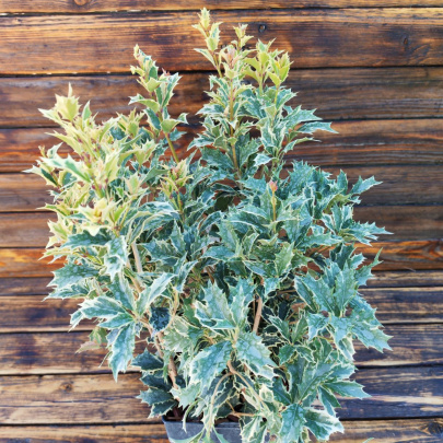 Osmantus - Osmanthus heterophyllus tricolor