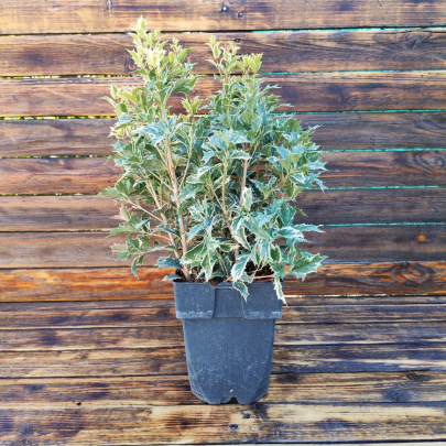Osmantus - Osmanthus heterophyllus tricolor