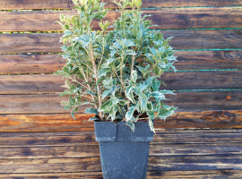 Osmantus - Osmanthus heterophyllus tricolor