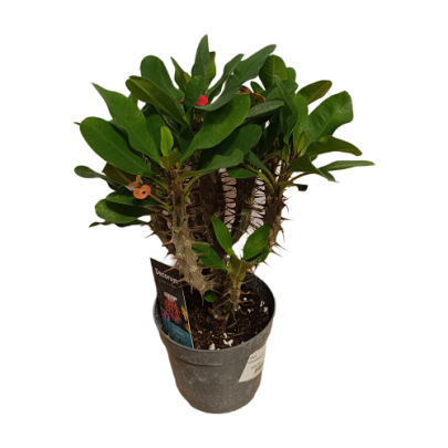 Kristov trn - Euphorbia milli
