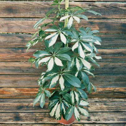 Šeflera - Schefflera Arboricola