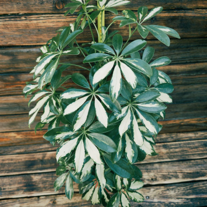 Šeflera - Schefflera Arboricola