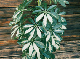 Šeflera - Schefflera Arboricola