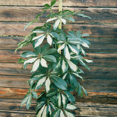 Šeflera - Schefflera Arboricola
