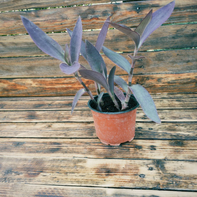 Crvenolisni puzavac - Tradescantia Pallida