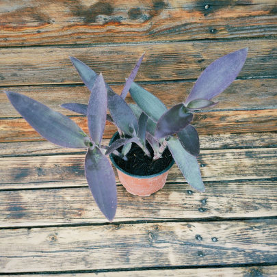 Crvenolisni puzavac - Tradescantia Pallida