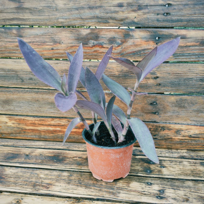 Crvenolisni puzavac - Tradescantia Pallida