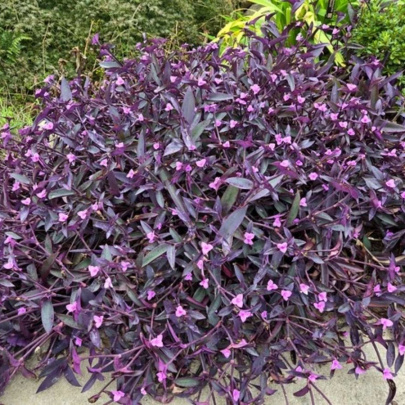 Crvenolisni puzavac - Tradescantia Pallida