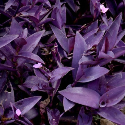 Crvenolisni puzavac - Tradescantia Pallida