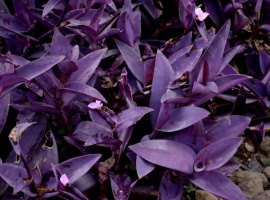 Crvenolisni puzavac - Tradescantia Pallida