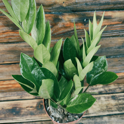 Zanzibarski dragulj - Zamioculcas Zamiofolia