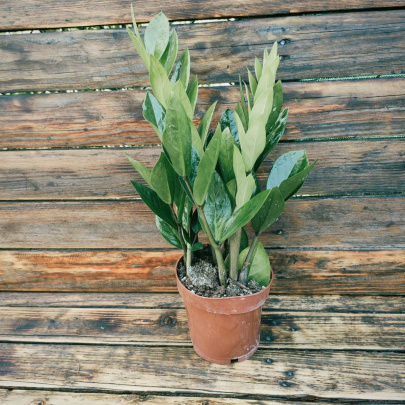 Zanzibarski dragulj - Zamioculcas Zamiofolia