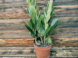 Zanzibarski dragulj - Zamioculcas Zamiofolia