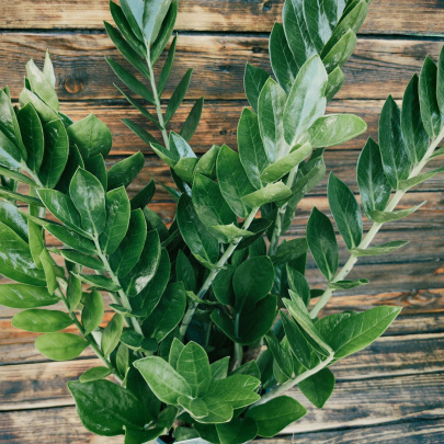 Zanzibarski dragulj - Zamioculcas Zamiofolia