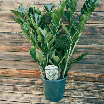 Zanzibarski dragulj - Zamioculcas Zamiofolia