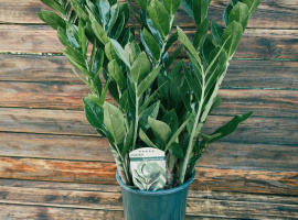 Zanzibarski dragulj - Zamioculcas Zamiofolia