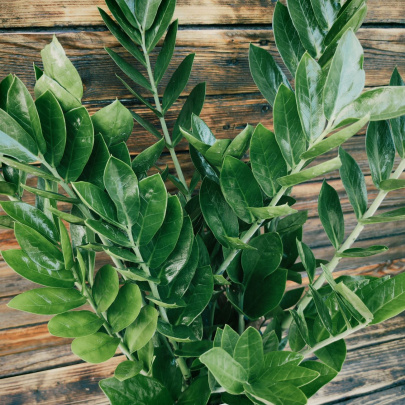 Zanzibarski dragulj - Zamioculcas Zamiofolia