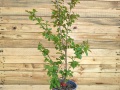 Indijski jorgovan - Lagerstroemia indica