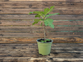 Smokva mini stablo - Ficus carica