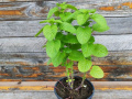 Menta - Mentha Rotundifolia