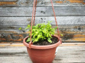 Jiaogulan - Gynostemma pentaphyllum