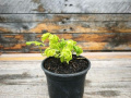 Jiaogulan - Gynostemma pentaphyllum