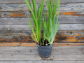 Perunika - Iris germanica