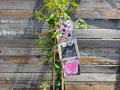 Ruža penjačica - Rosa climber