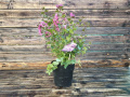 Indijski jorgovan - Lagerstroemia indica