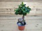 Fikus ginseng - Ficus microcarpa 'Ginseng'