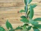 Kumquat - Citrus japonica