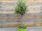 Mini Olive tree - Olea Europaea