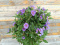 Blue potato bush - Solanum rantonetti