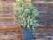 False holly- Osmanthus heterophyllus tricolor